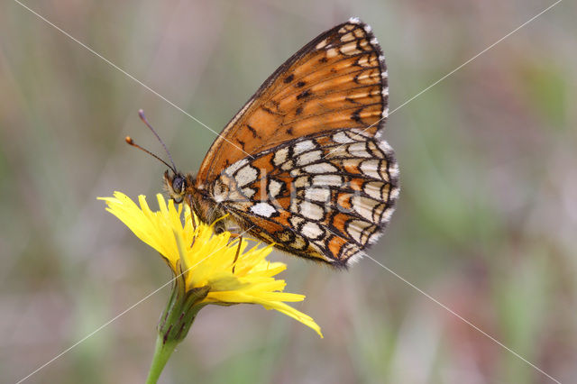 Heath Fritillary (Melitaea athalia)