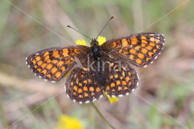 Bosparelmoervlinder (Melitaea athalia)