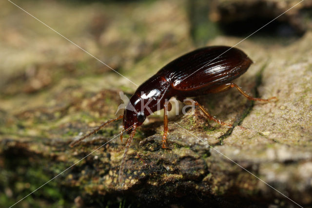 Bosrondbuikje (Bradycellus sharpi)