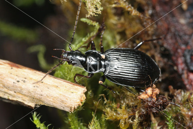 Limodromus assimilis