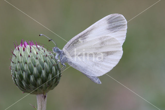 Wood White (Leptidea sinapis)