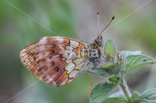 Braamparelmoervlinder (Brenthis daphne)