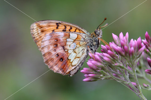 Marbled Fritillary (Brenthis daphne)