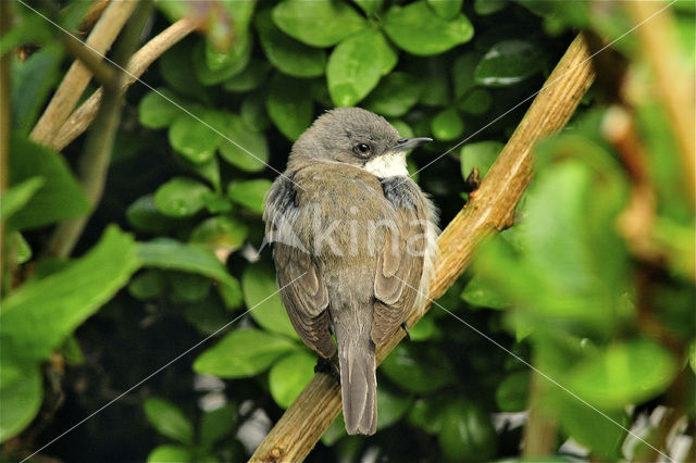 Lesser Whitethroat (Sylvia curruca)
