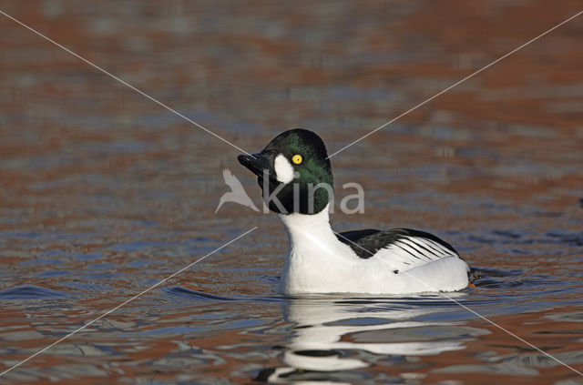 Common Goldeneye (Bucephala clangula)