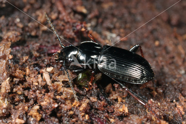 carabid beetle (Pterostichus oblongopunctatus)