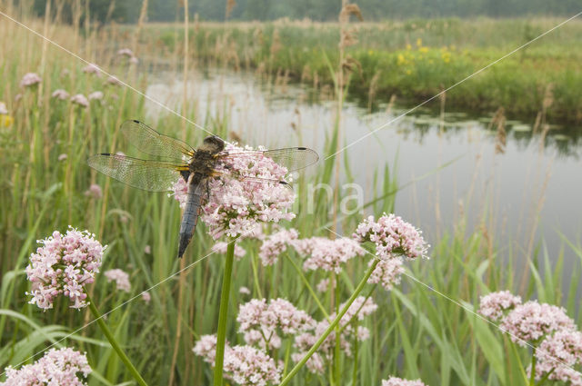 Bruine korenbout (Libellula fulva)