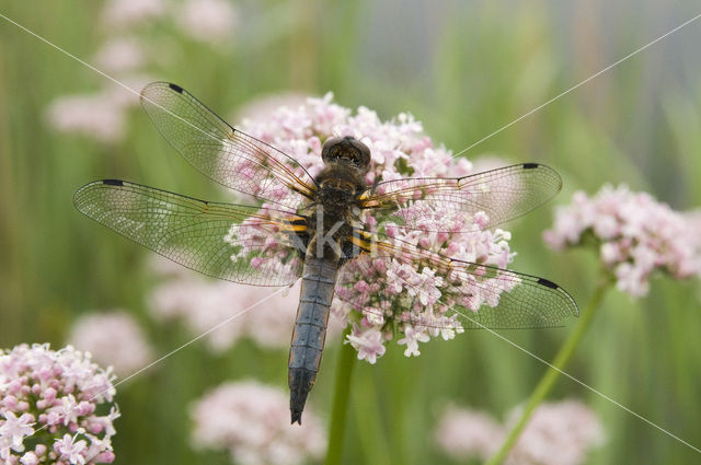 Bruine korenbout (Libellula fulva)