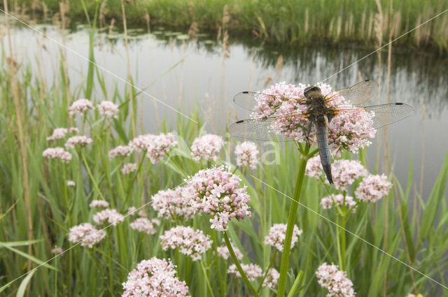 Bruine korenbout (Libellula fulva)