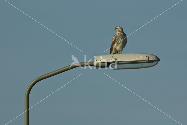 Buizerd (Buteo buteo)