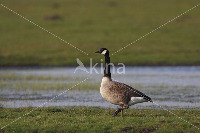 Canada Goose (Branta canadensis)