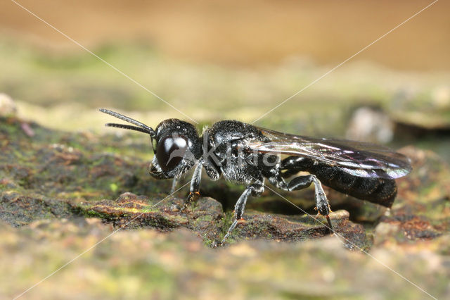 Crossocerus megacephalus