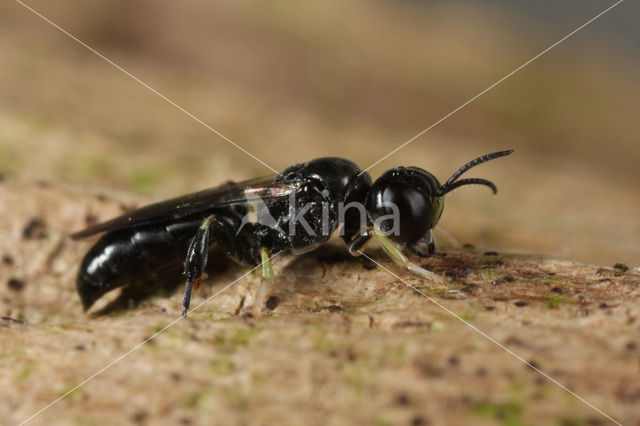 Crossocerus podagricus