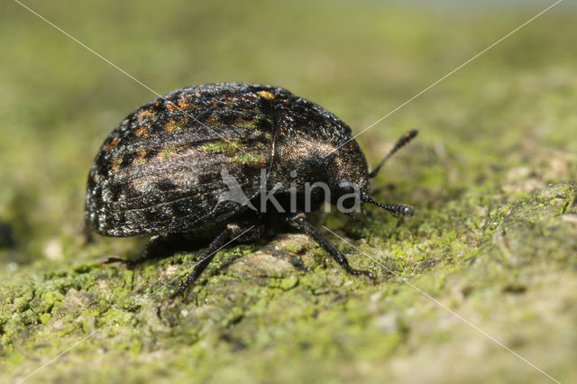 Cytilus sericeus