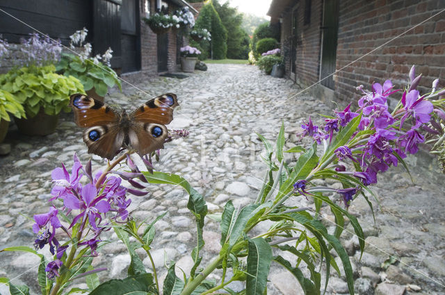 Peacock (Inachis io)