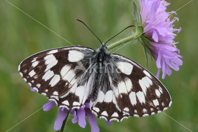 Dambordje (Melanargia galathea)