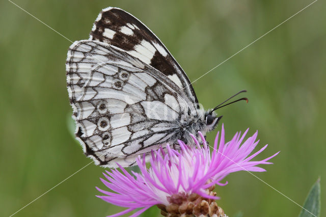 Dambordje (Melanargia galathea)