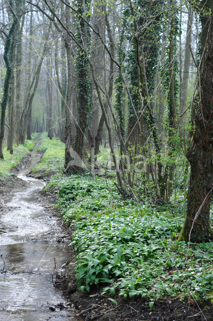 Ramsons (Allium ursinum)