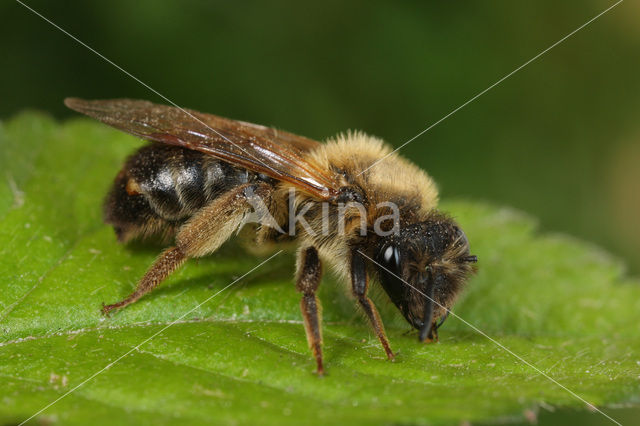 Donkere rimpelrug (Andrena bimaculata)