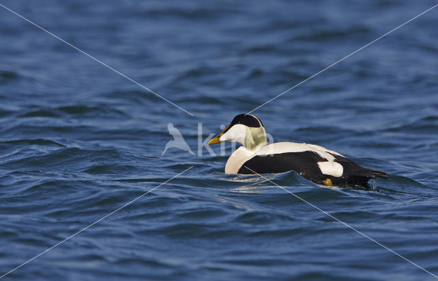 Eider (Somateria mollissima)