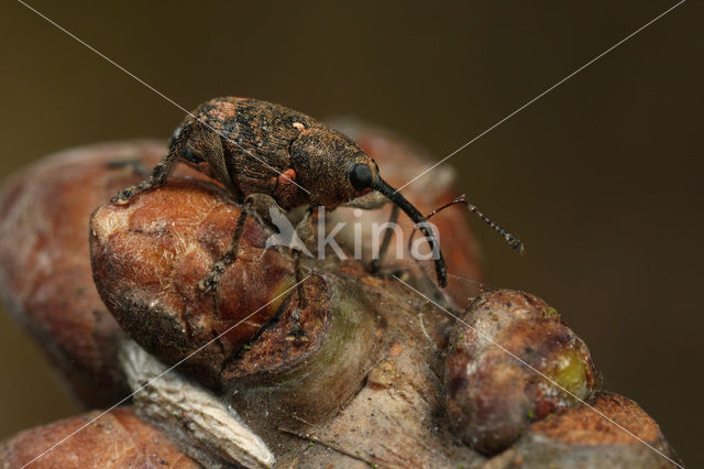 Curculio villosus