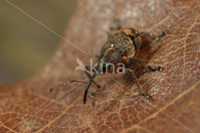 Curculio villosus