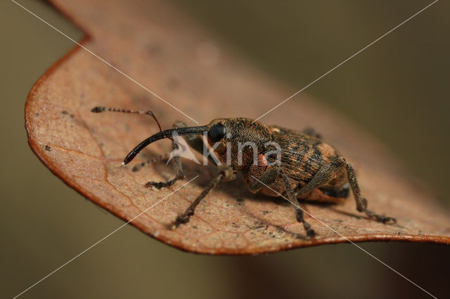 Curculio villosus