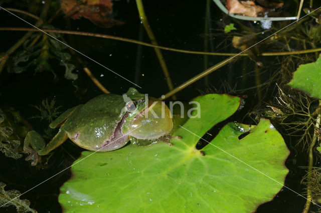 Europese boomkikker (Hyla arborea)