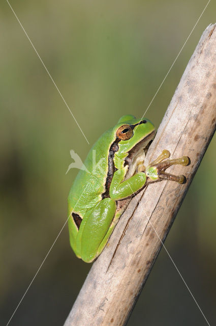 European Tree Frog (Hyla arborea)
