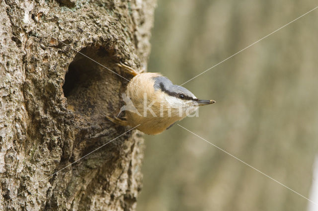 Eurasian Nuthatch (Sitta europaea)