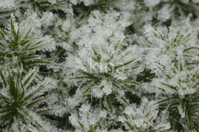 Fraai haarmos (Polytrichum formosum)