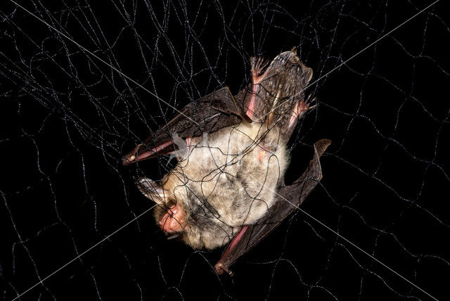 Natterer’s Bat (Myotis nattereri)