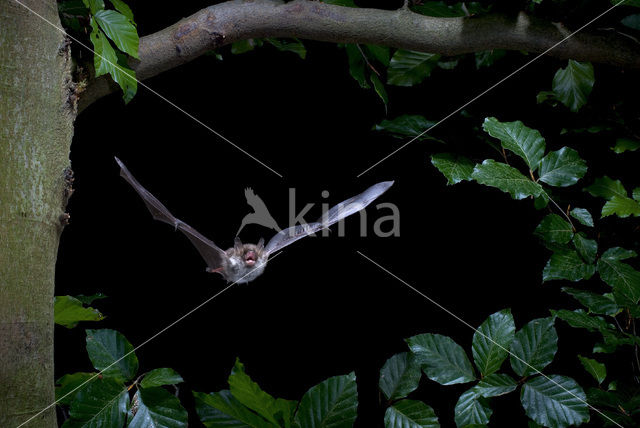 Franjestaart (Myotis nattereri)