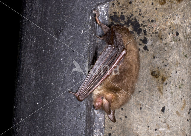 Natterer’s Bat (Myotis nattereri)