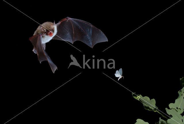 Natterer’s Bat (Myotis nattereri)