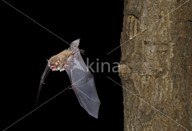 Natterer’s Bat (Myotis nattereri)