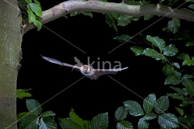 Franjestaart (Myotis nattereri)