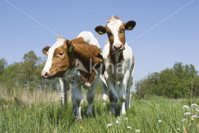 Friese Roodbonte Koe (Bos domesticus)