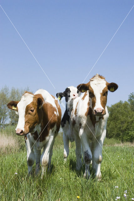 red-and-white Cow (Bos domesticus)