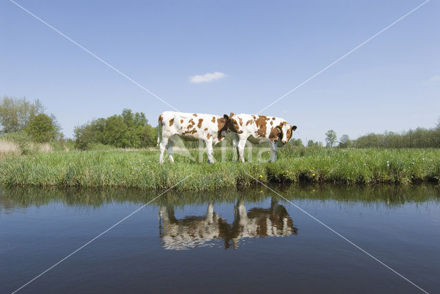 red-and-white Cow (Bos domesticus)