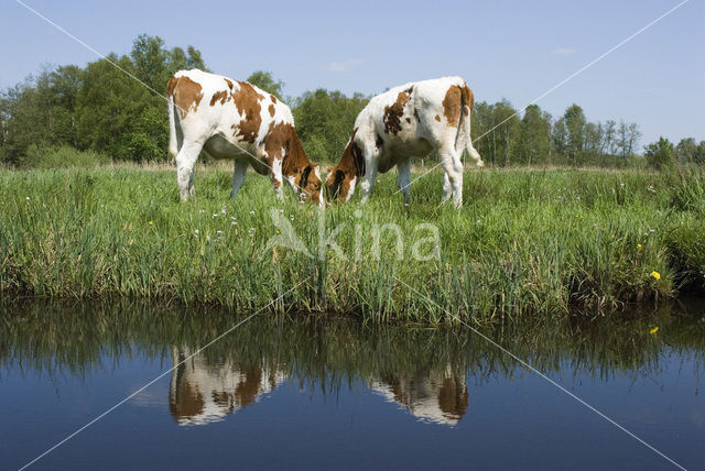 Friese Roodbonte Koe (Bos domesticus)