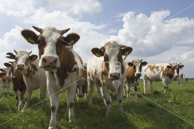 red-and-white Cow (Bos domesticus)