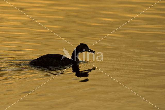 Great Crested Grebe (Podiceps cristatus)