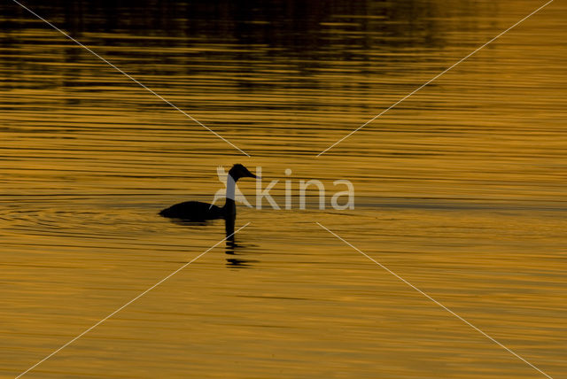 Great Crested Grebe (Podiceps cristatus)