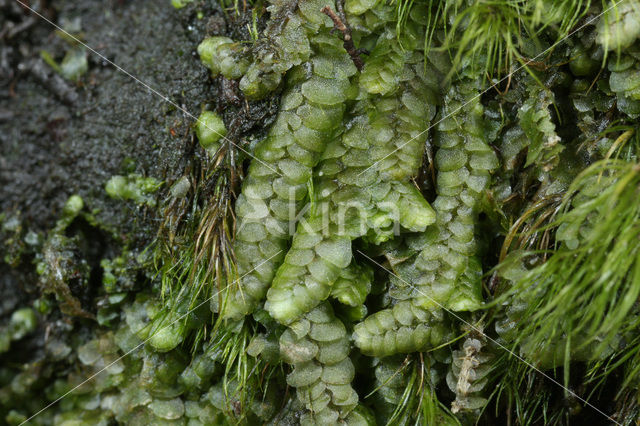 Mueller’s Pouchwort (Calypogeia muelleriana)