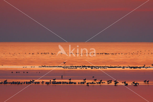 Goose (Anser spec.)