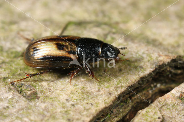 Geelgevlekte veldmestkever (Aphodius distinctus)