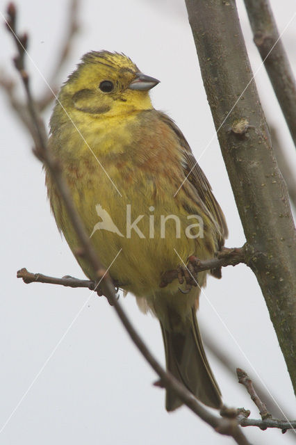 Yellowhammer (Emberiza citrinella)