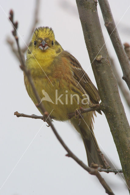 Geelgors (Emberiza citrinella)