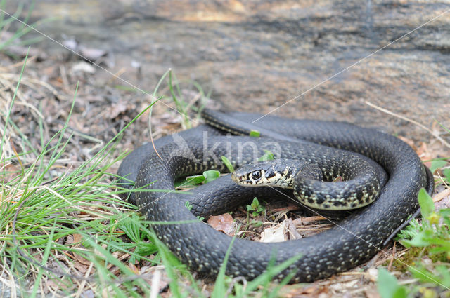 Geelgroene toornslang (Coluber viridiflavus)